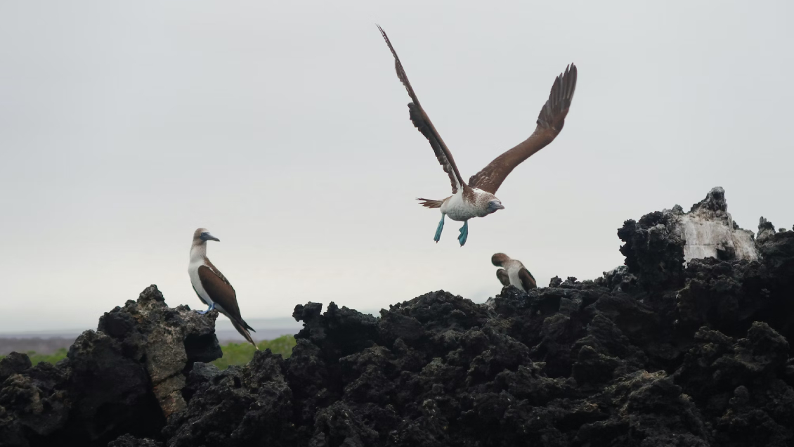 Ecuador detectó tres casos de gripe aviar en islas Galápagos