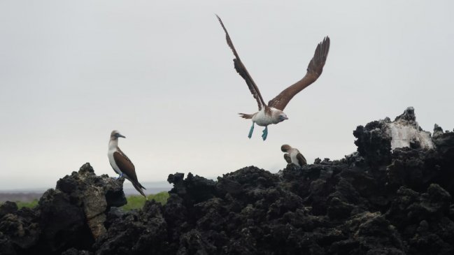 Ecuador detectó tres casos de gripe aviar en islas Galápagos  