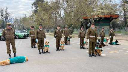  Parada Militar: Carabineros desfiló junto a perritos que pasarán a retiro  