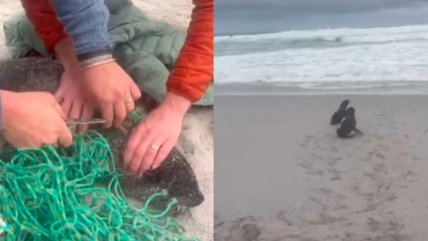   El rescate de dos focas bebés atrapadas en una red en Sudáfrica 