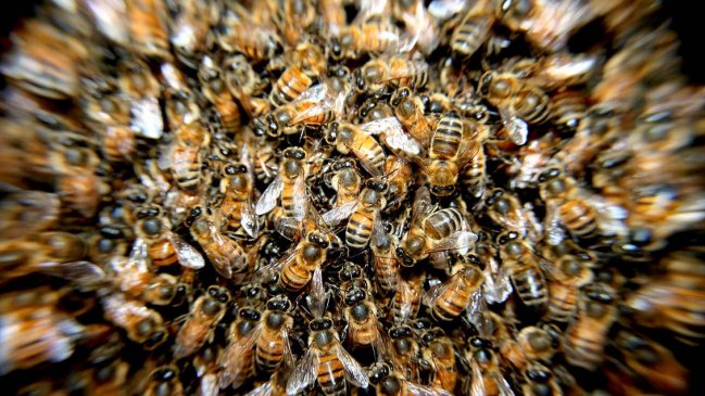  Advierten que las abejas en Suiza están enfermas y morirían en dos años  