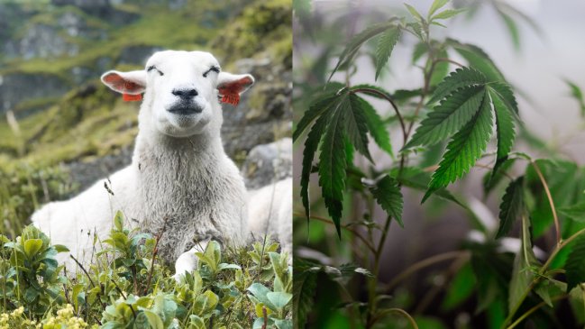   Rebaño de ovejas devora más de 100 kilos de marihuana en Grecia 