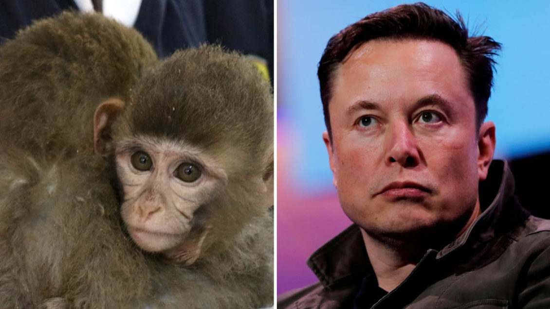 Muerte de monos en Neuralink: Denuncian a Musk por maltrato animal