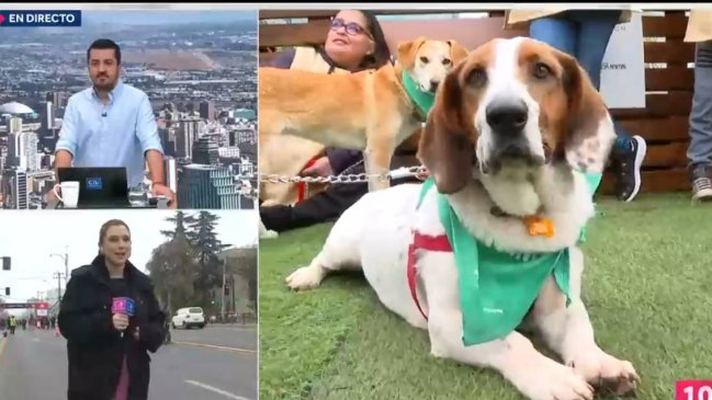 Periodista de Chilevisión adoptó perrito que nadie quiso en jornada de adopción