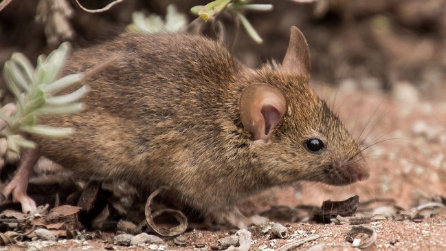   Denuncian plaga de ratones en jardín infantil de Valparaíso 