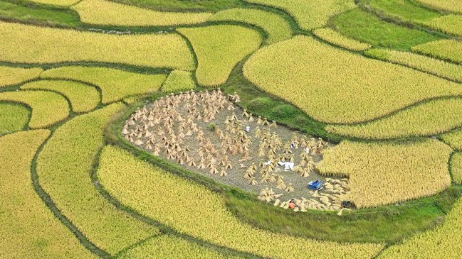   China redobla cooperación con instituto de internacional para mejorar variedades de arroz 