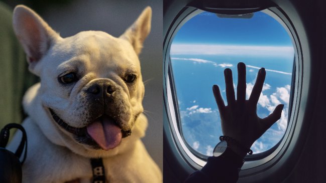   Pareja recibe millonaria compensación por soportar las flatulencias de un perro durante su vuelo 
