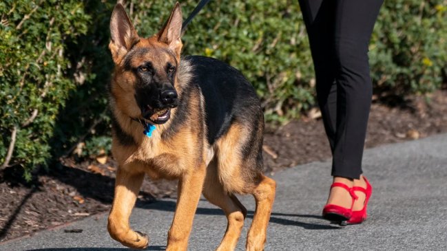   Commander, el perro de Biden, volvió a morder a un agente del Servicio Secreto 