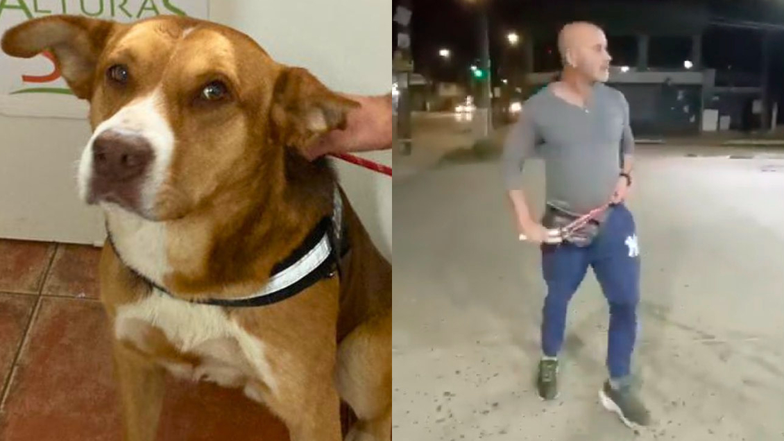 Dante busca familia: Perrito maltratado en Villa Alemana fue hallado en buen estado