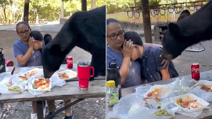  Hambriento oso arruina cumpleaños: Se comió todo  