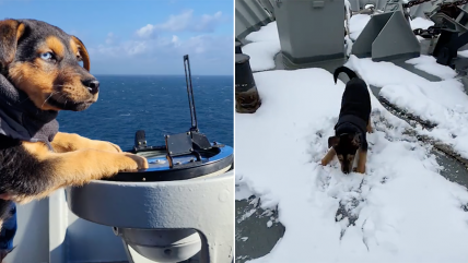   Ašáka, el perrito que recorre los canales australes con la Armada 