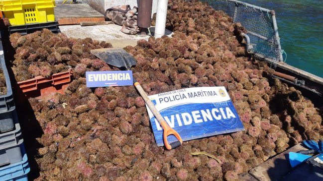 Dos toneladas de erizo fueron incautadas en la Región de Aysén