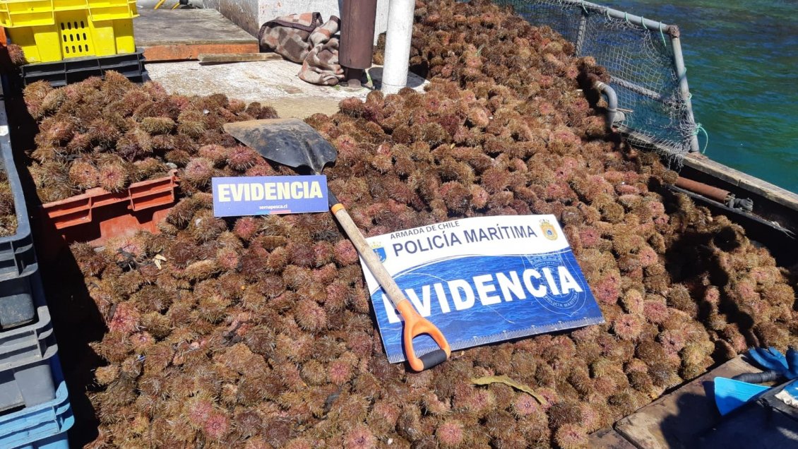 Dos toneladas de erizo fueron incautadas en la Región de Aysén