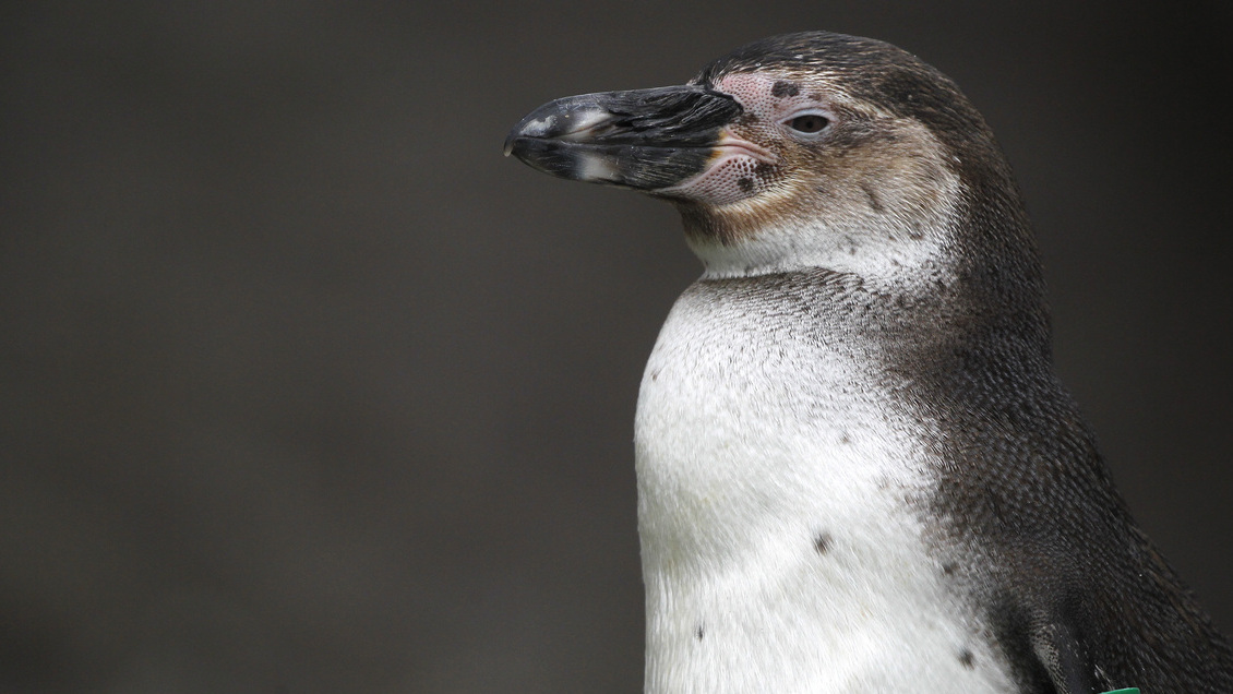 Casi 3.000 pingüinos de Humboldt han muerto por influenza aviar en Chile