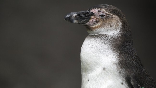  Casi 3.000 pingüinos de Humboldt han muerto por influenza aviar en Chile  