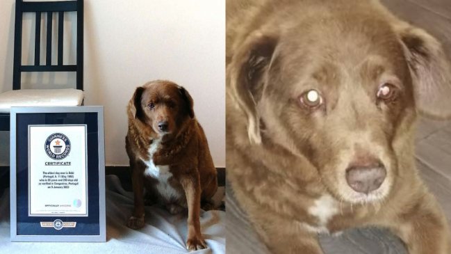  A los 31 años murió Bobi, el perro más longevo del mundo  