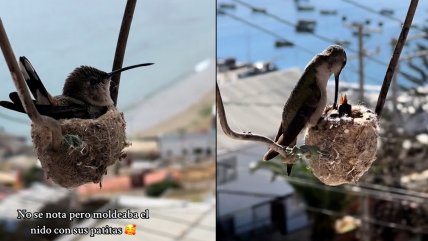 Así fue la anidación y nacimiento de colibríes en la ventana de una casa en Coquimbo