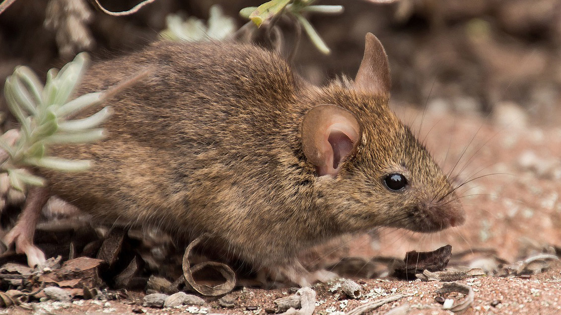 Descubren la primera evidencia de uso de la imaginación en animales