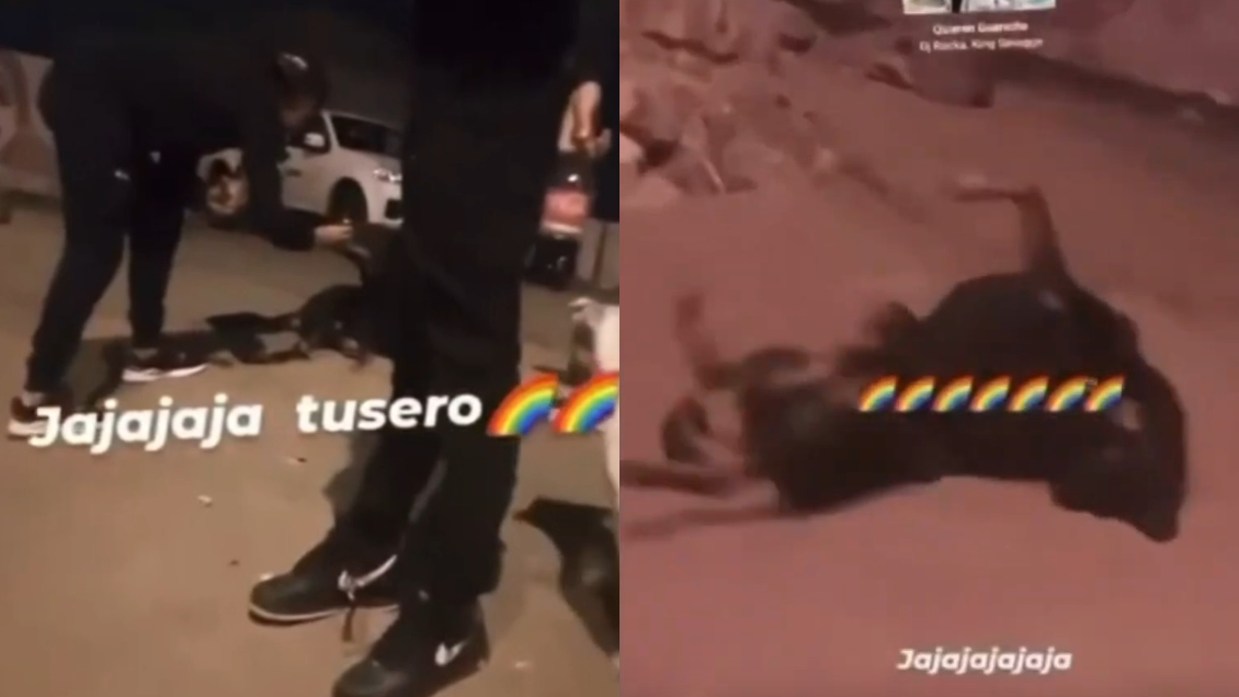 Maltrato animal: Denuncian que sujetos drogaron con tusi a perrito en Antofagasta
