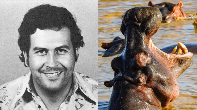  Gobierno esterilizará a primer hipopótamo de Pablo Escobar  