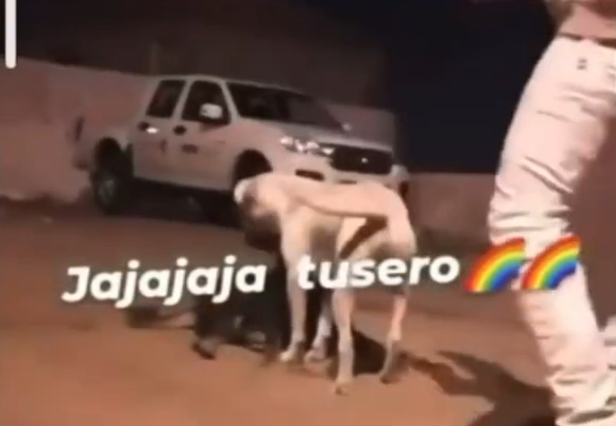 Jóvenes drigaron con tusi a un perro