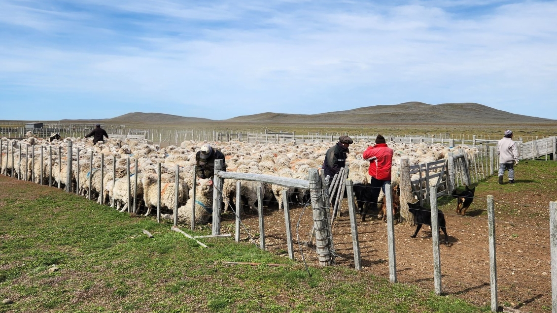 Denuncian robo de 700 ovinos en Porvenir: Solo se han recuperado 73 animales