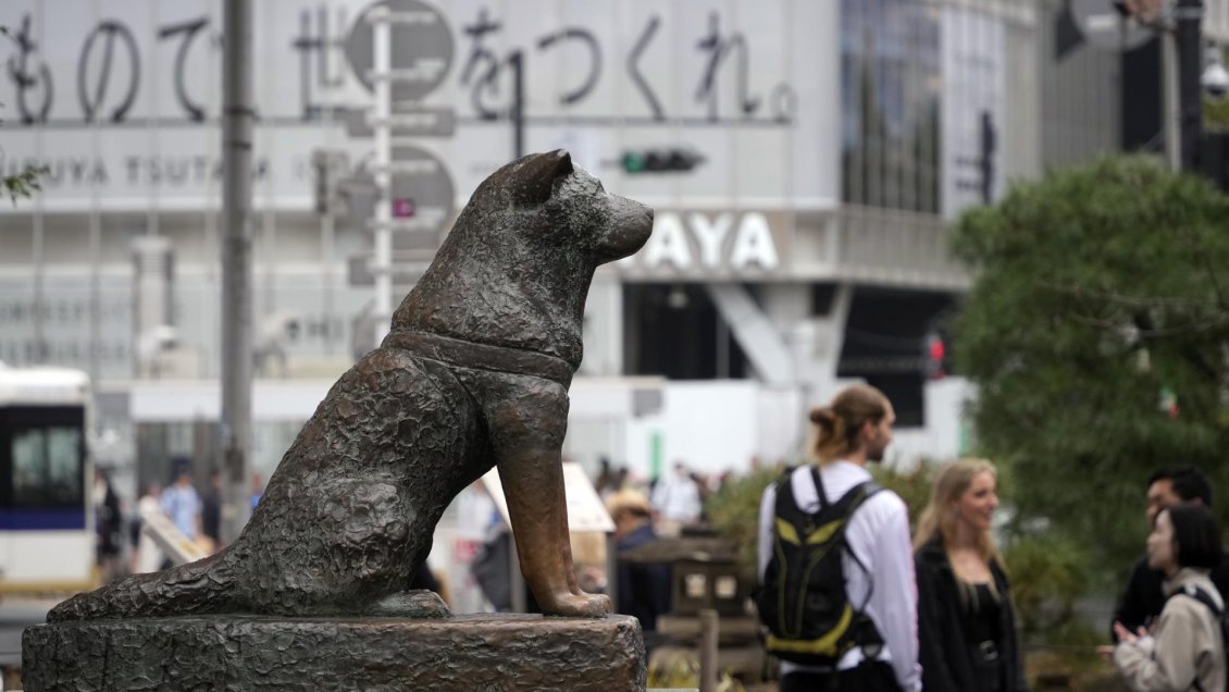 Hachiko: El akita que lleva 100 años esperando que su dueño regrese
