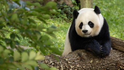   Familia panda del zoo de Washington regresó a China 