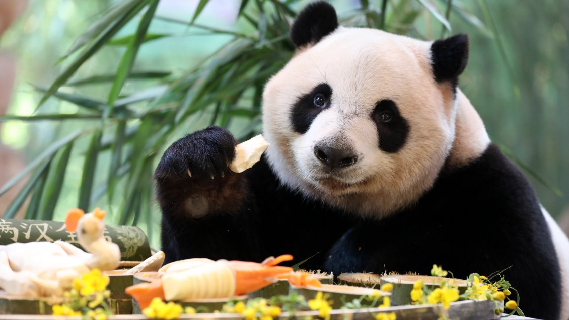China inauguró centro de conservación e investigación del panda gigante