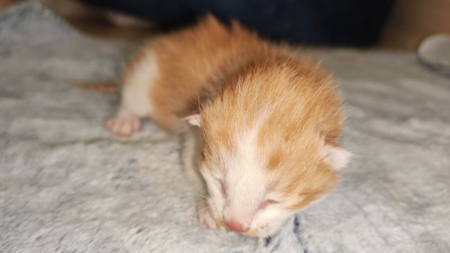 China clonó por primera vez un gato usando equipamientos locales