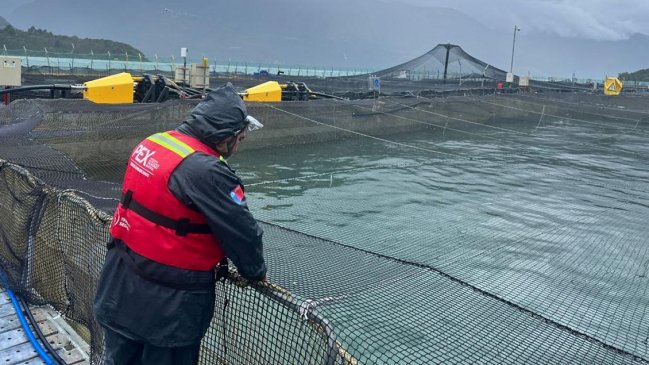   Algas nocivas mataron a 1.500 toneladas de salmones en el Estuario de Reloncaví 