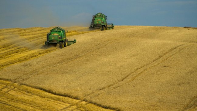  Rusia prohibió la exportación de trigo duro por seis meses  