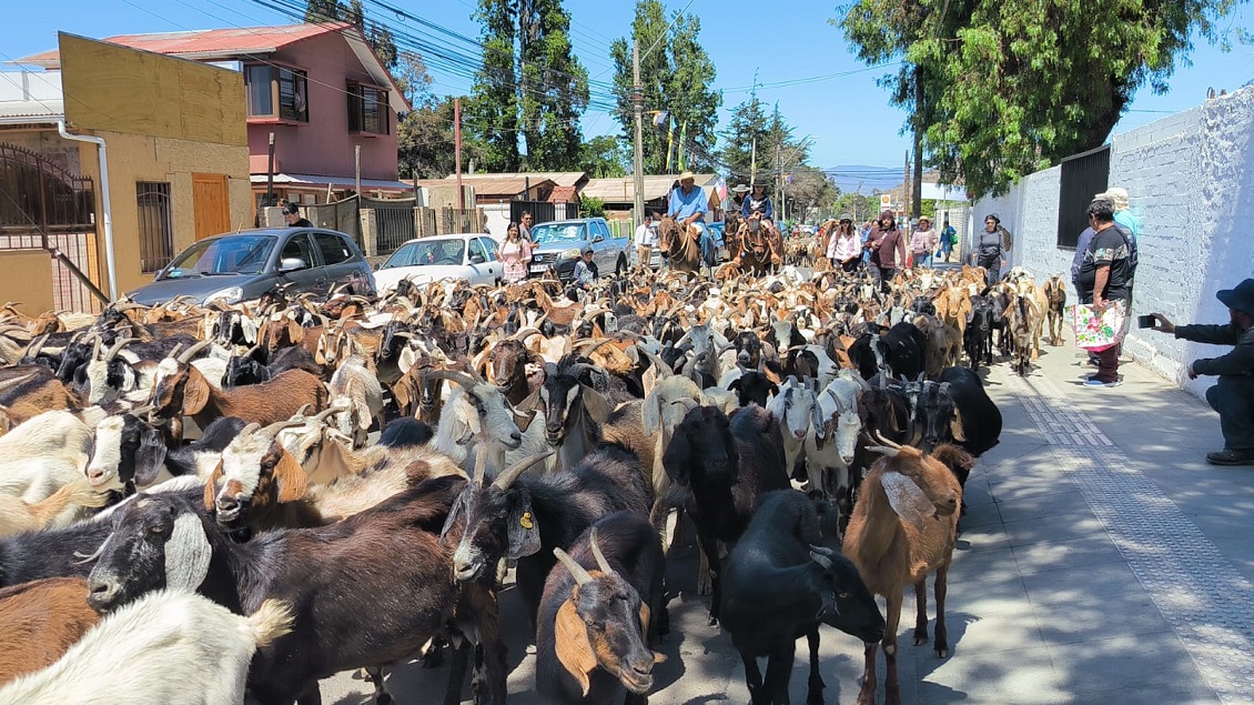 Más de mil cabras se tomaron las calles de Illapel