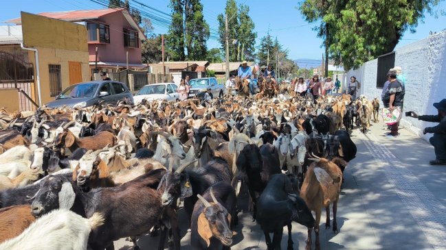 Más de mil cabras se tomaron las calles de Illapel  