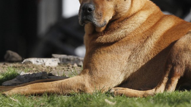  Indignación en Quilpué: Un perro fue envenenado, otro asfixiado y apuñalado  