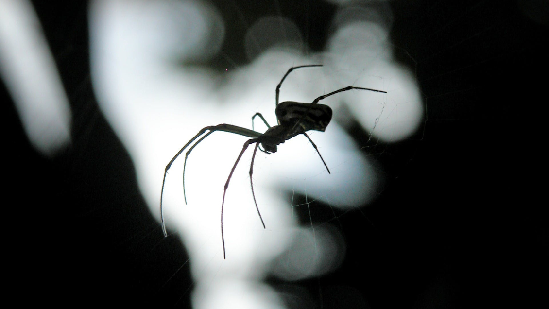 Hombre terminó con huevos de araña dentro de su pie tras viajar en crucero