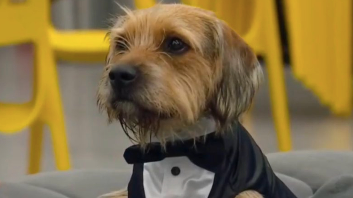 Bigote se prepara para la final de 