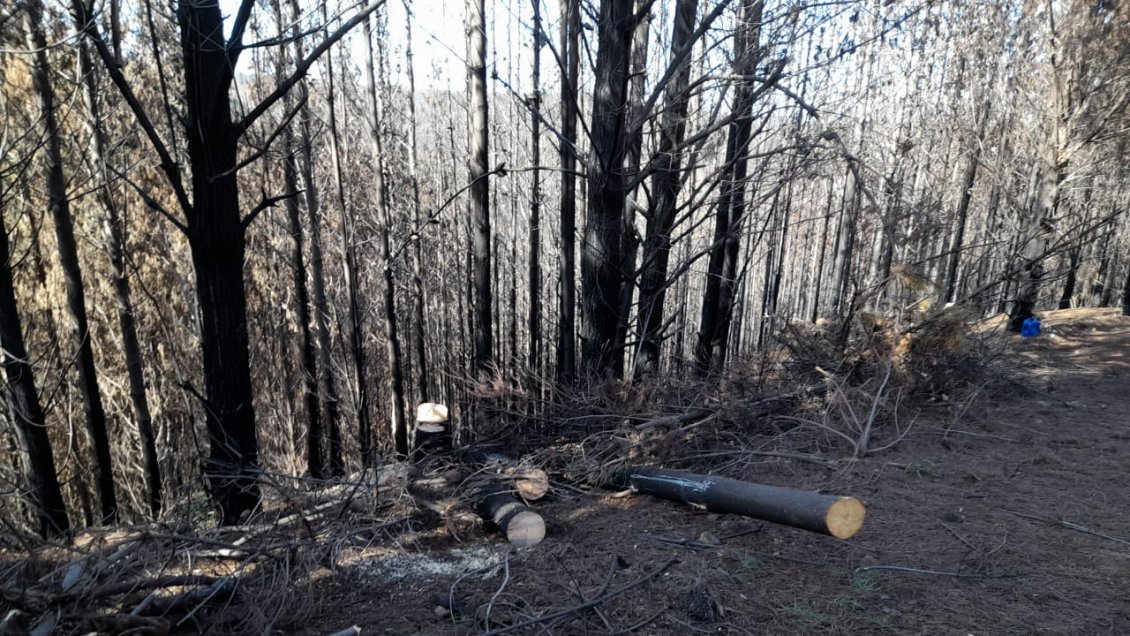 PDI detuvo a cinco personas por robo de madera en Paillaco
