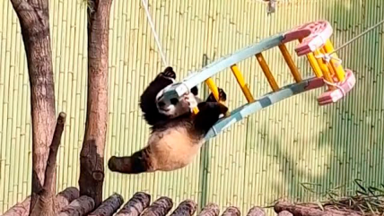   Tierno panda protagoniza gracioso momento en un columpio 