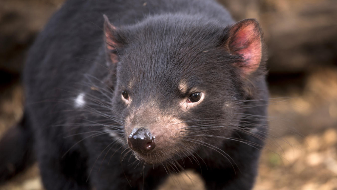 El demonio de Tasmania da pistas para que la humanidad aprenda a convivir con el cáncer