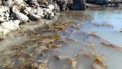  Expertos buscan cooperación internacional para estudio de bosques subacuáticos de Chile  