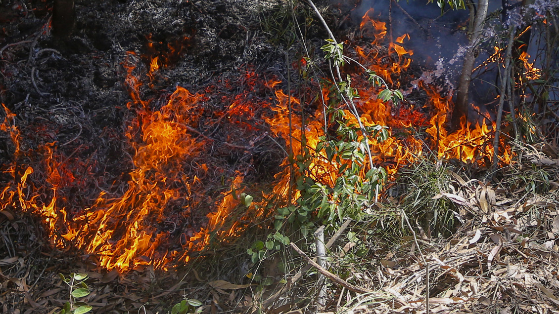 Formalizan a cuatro personas por incendios forestales en O'Higgins