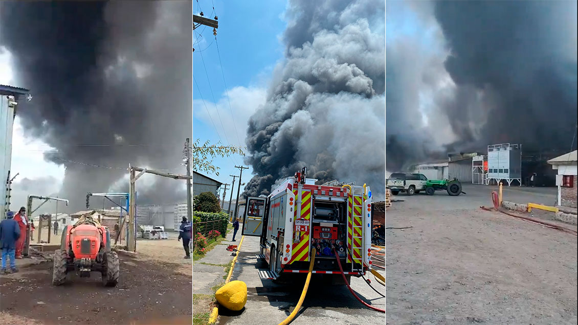 Gran incendio afectó a empresa de packing en Olivar