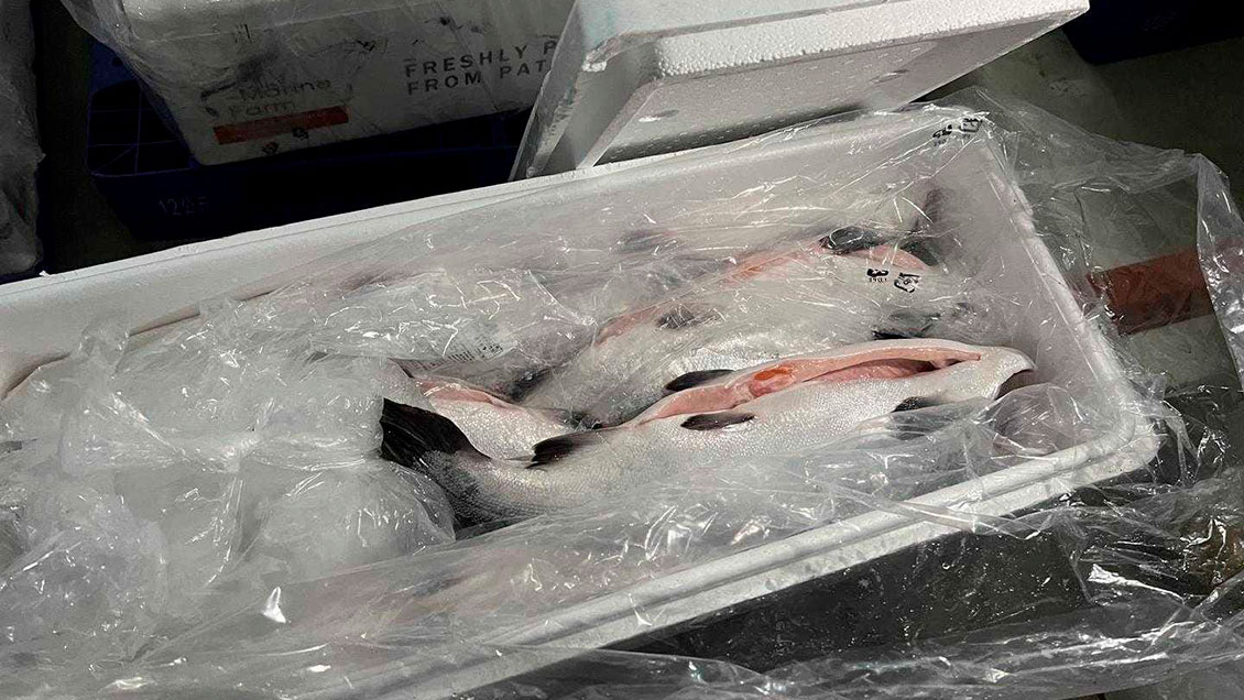 Convenio Chile-China: Sernapesca pone en marcha la exportación de Salmón Coho fresco