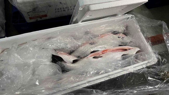 Convenio Chile-China: Sernapesca pone en marcha la exportación de Salmón Coho fresco