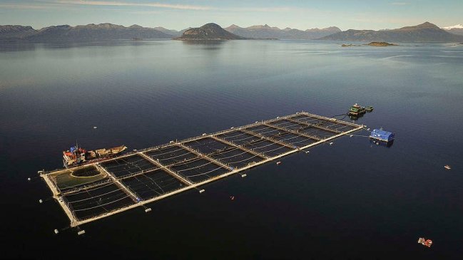 Salmonera de Aysén deberá suspender ciclo productivo por entregar información falsa a Sernapesca