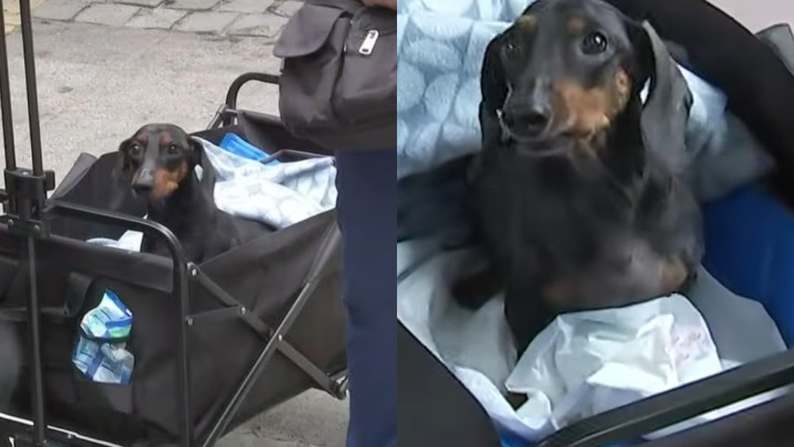Perrito parapléjico también llegó a local de votación