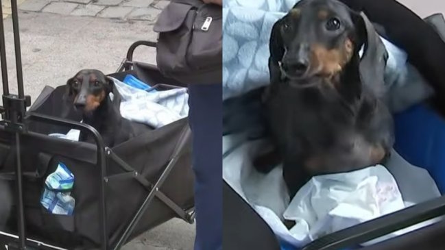 Perrito parapléjico también llegó a local de votación