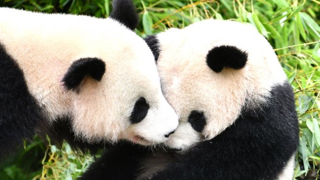 Llegaron a China gemelos de panda gigante nacidos en Alemania