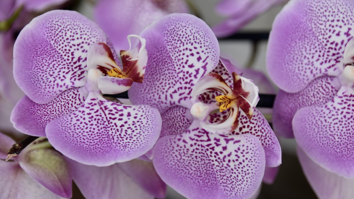 Encuentran seis nuevas especies de orquídeas en provincia china de Yunnan